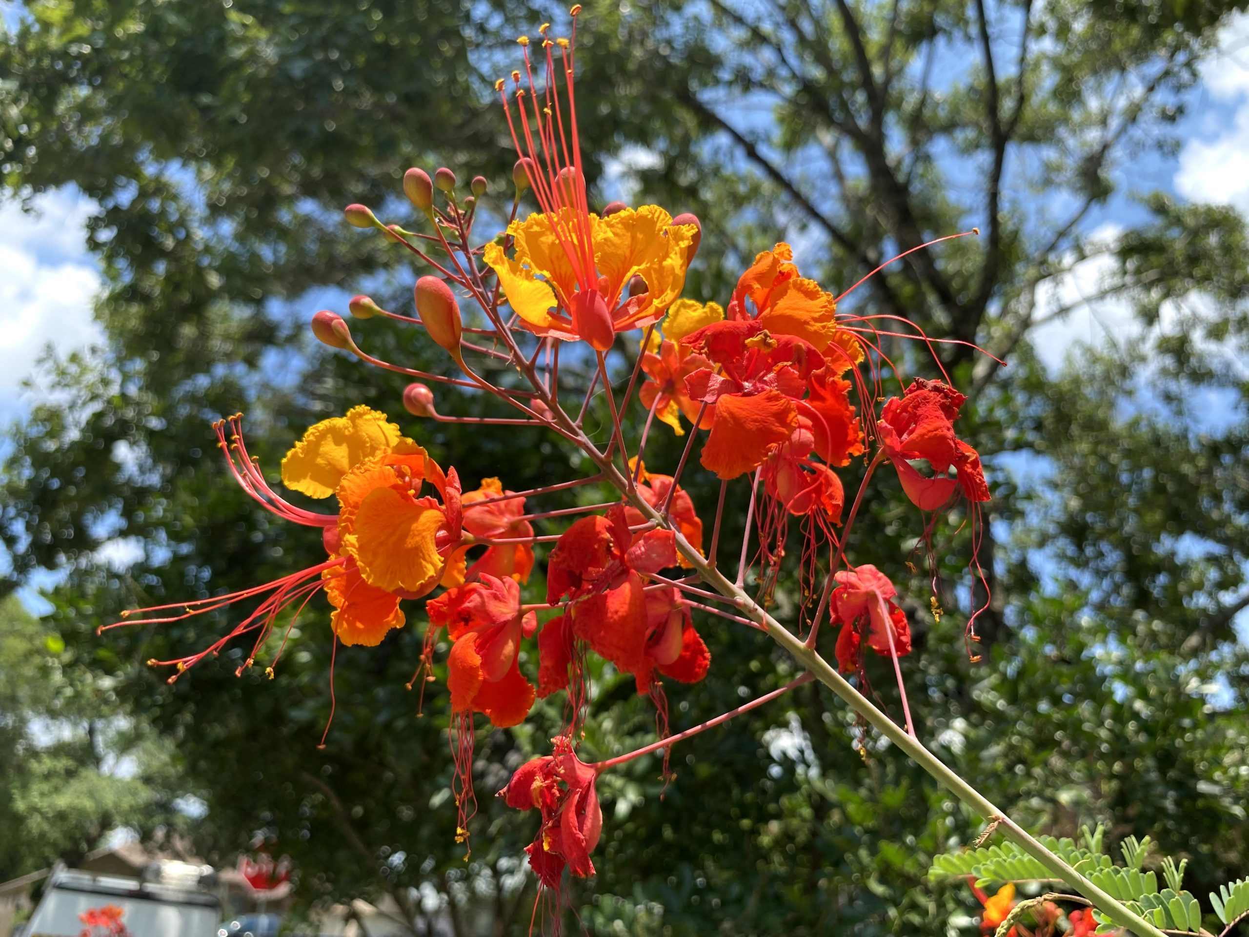 Honeysuckle